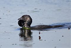 Musk Duck